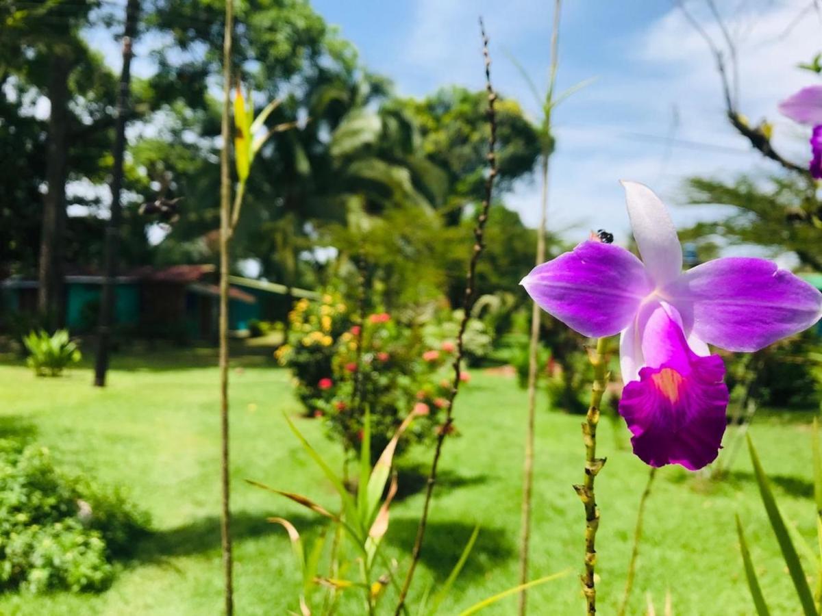 All Rankins Eco-Lodge Tortuguero Exterior foto